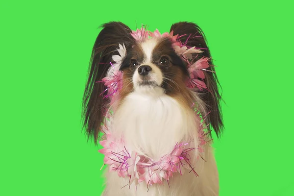 Hermoso perro Papillon en guirnalda de flores sobre fondo verde — Foto de Stock