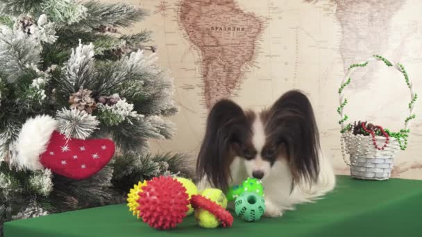 Ízlelő szemölcsös kutya játszik labdák és a gyűrűk karácsonyfa stock footage videóinak közelében — Stock videók