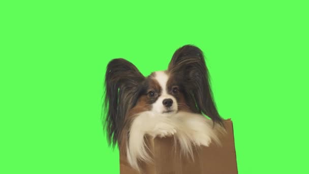 Magnifique chien Papillon dans une boîte en carton regarde la caméra sur fond vert stock vidéo 