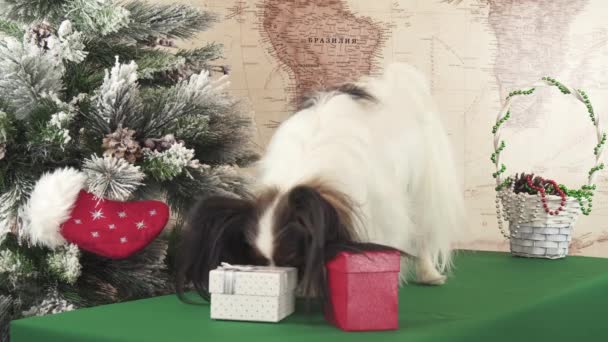 Papillon perro está buscando su regalo cerca de árbol de Navidad de archivo de vídeo — Vídeos de Stock