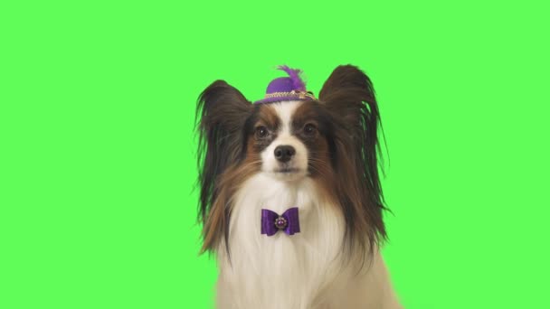 Собака Папиллон в фиолетовой шляпе с пухом и бантом смотрит на камеру на зеленом фоне. — стоковое видео
