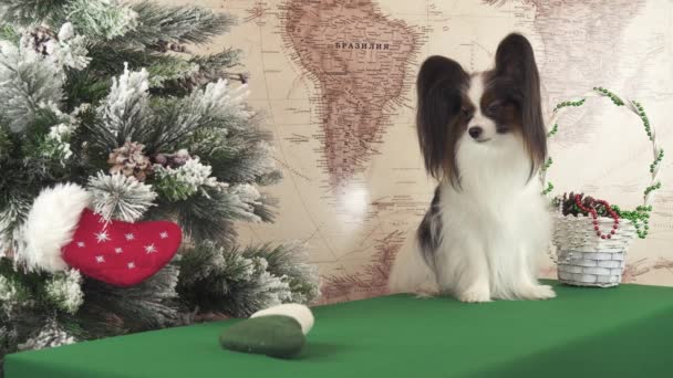 Papillon собака пытается получить подарок от Рождество войлок возле рождественских елок видео — стоковое видео