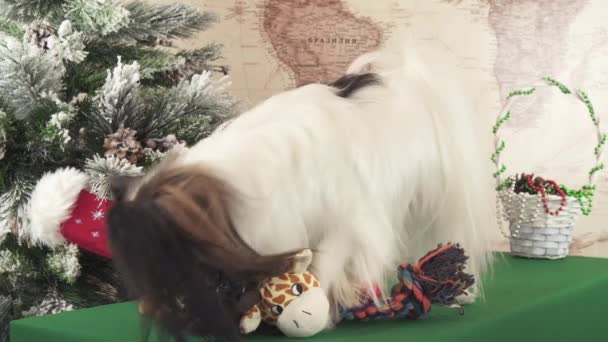 Papillon hund med mjuka leksaker nära julgran arkivfilmer video — Stockvideo