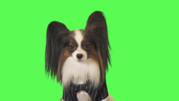 Beautiful dog Papillon in a business suit with bow tie is talking to the camera on green background stock footage video — Stock Video