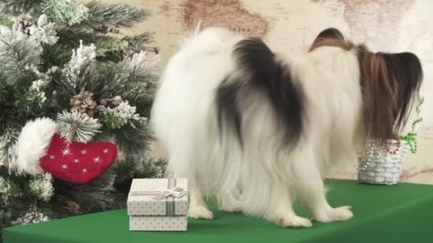 Papillon hund söker sin gåva nära nyår träd arkivfilmer video — Stockvideo