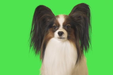 Güzel köpek Papillon erkek yeşil zemin üzerine