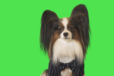 Güzel köpek Papillon papyon yeşil zemin üzerine iş elbiseli