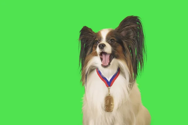 Hermoso perro Papillon con medalla para el primer lugar en el cuello sobre fondo verde — Foto de Stock