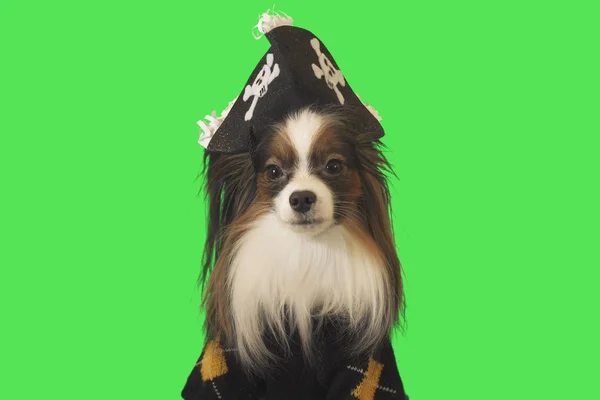 Mooie hond Papillon in piraat kostuum op groene achtergrond — Stockfoto