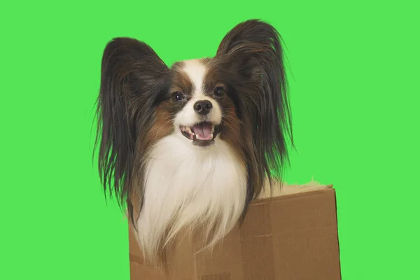 Hermoso perro Papillon en caja de cartón sobre fondo verde — Foto de Stock