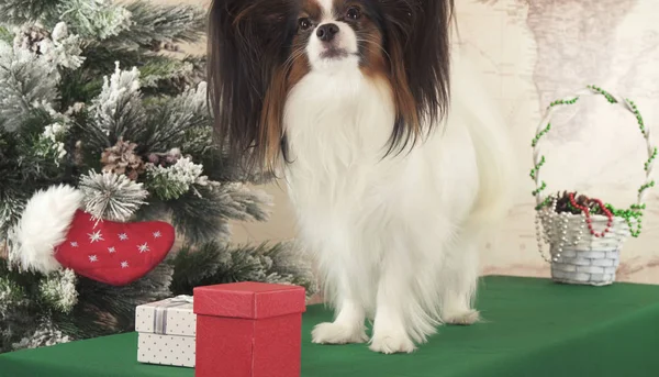 Papillon cão com presentes perto da árvore de Ano Novo — Fotografia de Stock