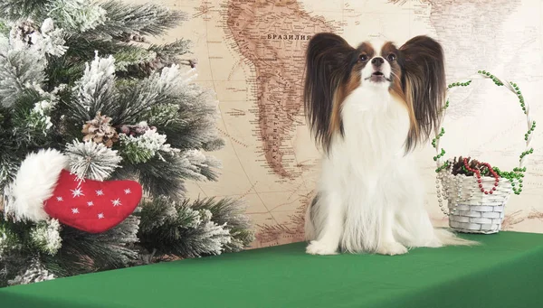 Papillon dog with gifts near New Year tree — Stock Photo, Image