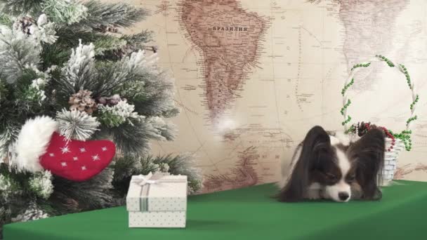Papillon hund väntar på hans gåva nära nyår träd arkivfilmer video — Stockvideo