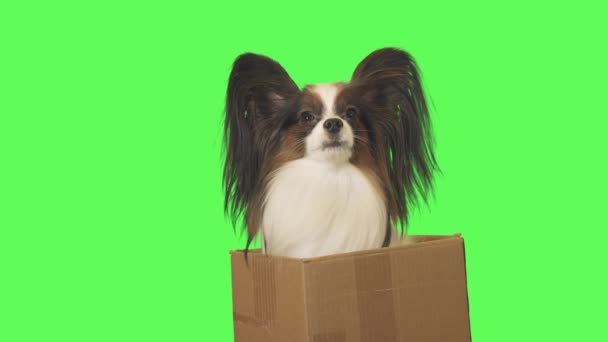 Magnifique chien Papillon dans une boîte en carton parle sur fond vert stock vidéo 