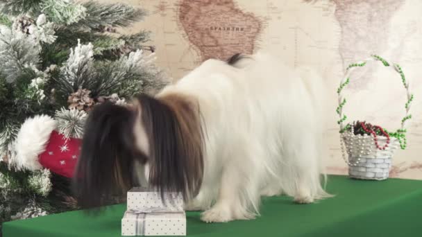 Пёс Папийон ищет подарок в коробке возле рождественских елок. — стоковое видео