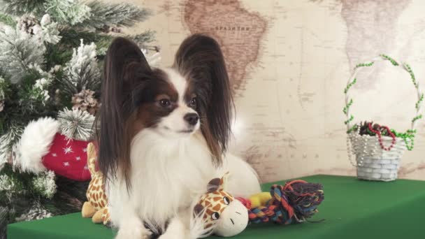 Papillon cão com brinquedos macios perto de árvore de Natal imagens de vídeo — Vídeo de Stock