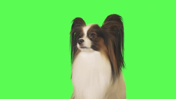 Beautiful dog Papillon is talking to camera on green background stock footage video — Stock Video