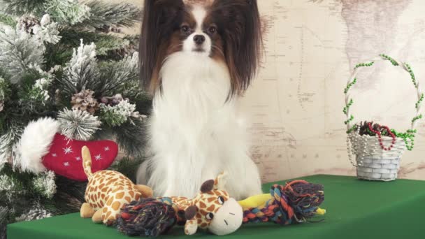 Papillon cão com brinquedos macios perto de árvore de Natal imagens de vídeo — Vídeo de Stock