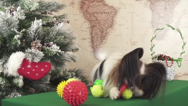 Papillon dog is playing with balls and rings near Christmas tree stock footage video — Stock Video