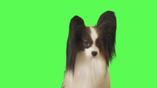 美しい犬パピヨンで話しているカメラに緑の背景の映像素材動画 — ストック動画