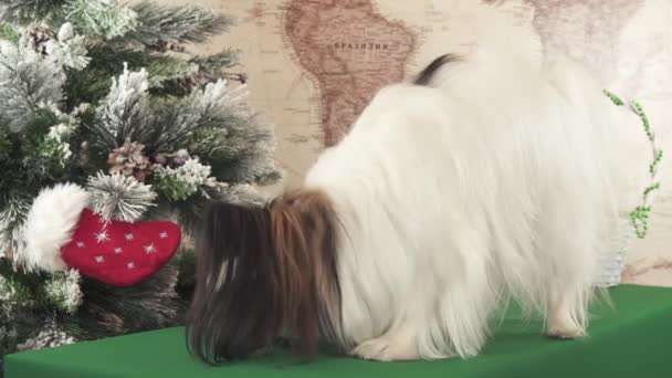 Papillon hond probeert te krijgen een cadeau van de Kerstmis voelde in de buurt van de kerstboom stock footage video — Stockvideo