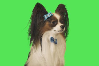 Güzel köpek Papillon yeşil zemin üzerine mavi fiyonklu