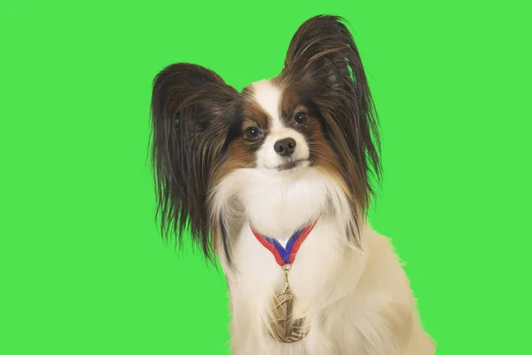 Hermoso perro Papillon con medalla para el primer lugar en el cuello sobre fondo verde — Foto de Stock