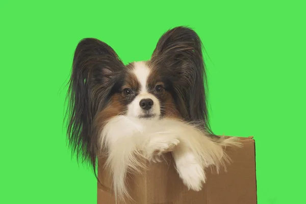 美丽的狗帕皮龙在纸板箱在绿色背景 — 图库照片