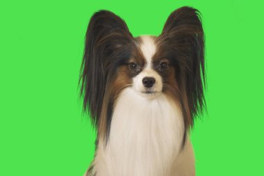 Güzel köpek Papillon erkek yeşil zemin üzerine