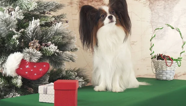 Papillon perro con regalos cerca de árbol de Año Nuevo —  Fotos de Stock