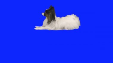 Papillon köpek yere mavi hromakey ağır çekim Stok görüntüleri video geriledi
