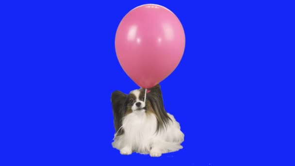 Papillon Hond Houdt Een Roze Opblaasbare Bal Zijn Tanden Blauwe — Stockvideo