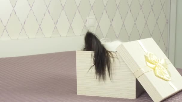 Papillon dog gets out of gift box stock footage video — Stock Video