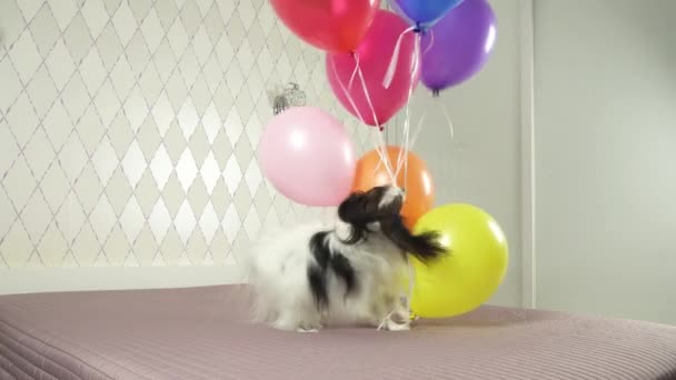 Папийонская собака бегает с разноцветными воздушными шарами в зубах — стоковое видео