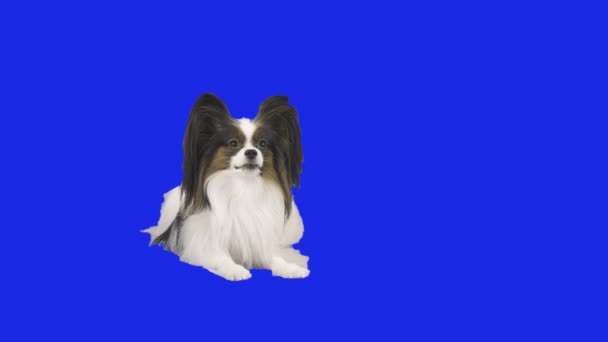 Papillon liegt auf dem Boden und schüttelt den Kopf über ein blaues Hromakey Stock Footage Video — Stockvideo