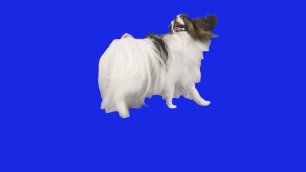 Papillon hond draait dansen op een blauwe hromakey slow motion stock footage video — Stockvideo