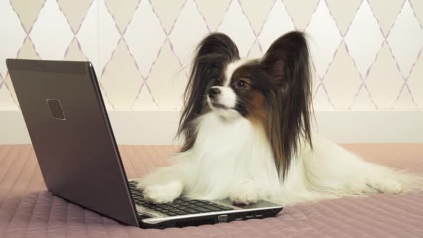 Papillon köpek yatak Stok görüntüleri video üstünde laptop yakınındaki yalan söylüyor — Stok video