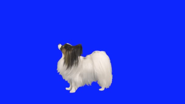 Papillon perro bailando en sus patas traseras en un video de archivo hromakey azul — Vídeos de Stock