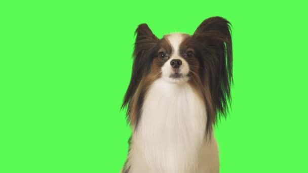 아름 다운 개 빠삐용은 카메라에서 이야기 녹색 배경 재고 장면 비디오 — 비디오