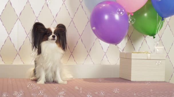 Papillon perro celebra cumpleaños con regalos globos y burbujas de jabón material de archivo de vídeo — Vídeos de Stock