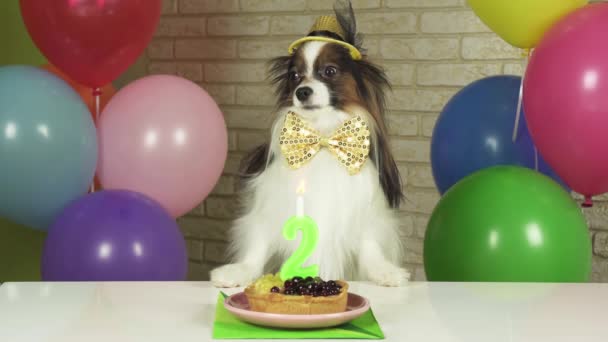 Elegantní pes Papillon sedí u stolu s narozeninovým dortem s svíčka stopáže videa