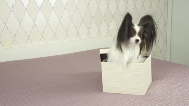 Papillon köpek hediye kutusu Stok görüntüleri dışına video alır — Stok video