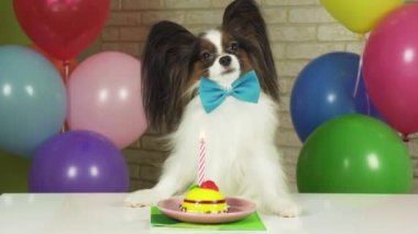 Zarif köpek Papillon bir Doğum günü pastası ile bir masada oturur mum hisse senedi görüntüleri video