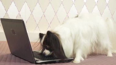 Papillon köpek çalışmaları bilgi dizüstü Stok görüntüleri video