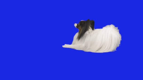 Papillon perro cae en el suelo en azul hromakey cámara lenta material de archivo de vídeo — Vídeos de Stock