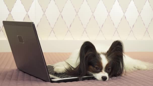 Papillon köpek yatak Stok görüntüleri video üstünde laptop yakınındaki yalan söylüyor — Stok video