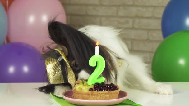 Fantasia Dog Papillon comer bolo de aniversário com vela imagens de vídeo — Vídeo de Stock