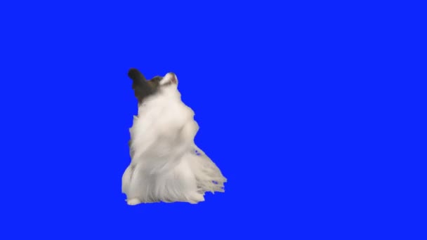 Papillon koira tanssii takajaloillaan sinisellä hromakey stock videolla — kuvapankkivideo