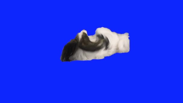 Papillon собака падает на пол на голубой hromakey замедленной съемки акции видео — стоковое видео