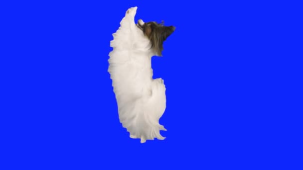 Papillon perro bailando en sus patas traseras en un video de archivo de cámara lenta hromakey azul — Vídeos de Stock